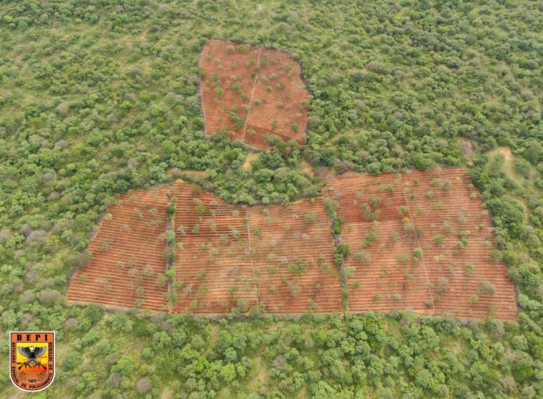 Polícia encontra plantio de 120 mil pés de maconha no Piauí