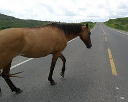 Soltos nas estradas de Amarante, animais representam um dos maiores riscos de acidente