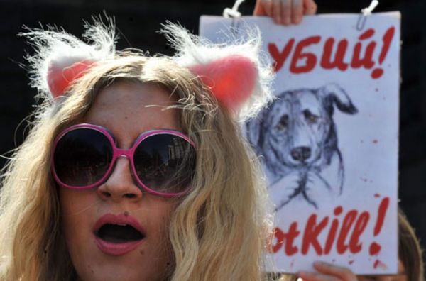 Ativistas protestam por direitos de cachorros vira-latas na Ucrânia