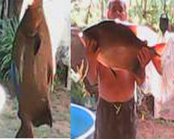 Pescador fisga tambaqui de 11kg na Barragem de Brasileira