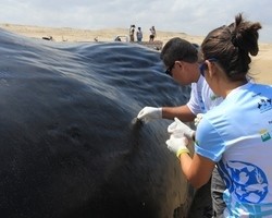 Técnicos do Biomade atendem ocorrência de encalhe de baleia 