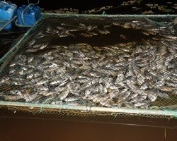 3 mil peixes morreram intoxicados em São Pedro do Piauí