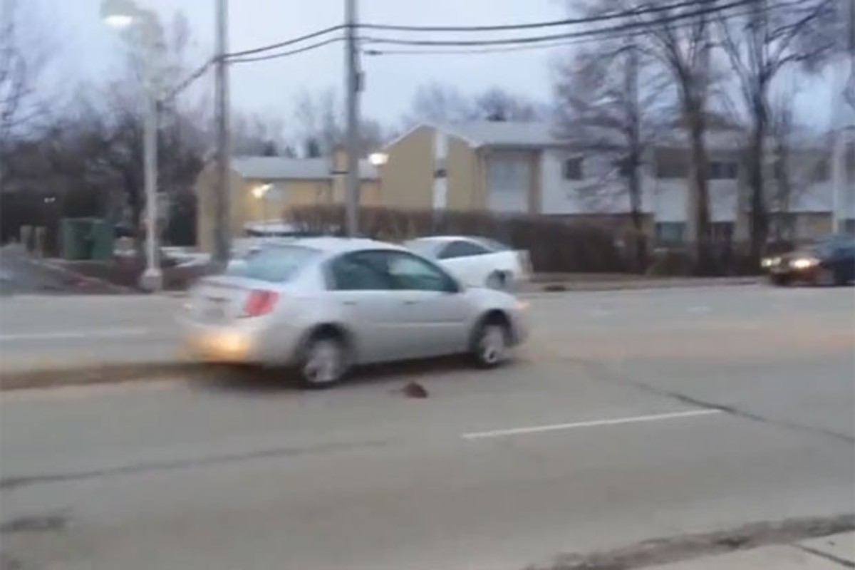 Motoristas desviam de um rato enorme em avenida nos EUA, Curiosidades