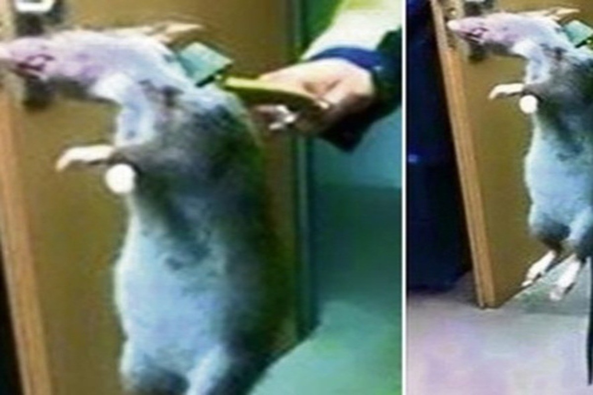 Foto de rato gigante vilariza e causa terror na internet, Curiosidades