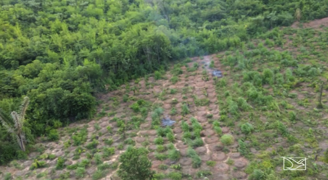 Plantação de maconha no Maranhão  (Crédito: TV Mirante/Reprodução )