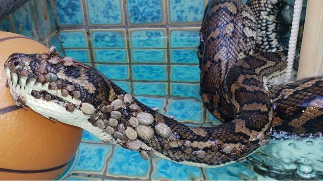 Cobra coberta por mais de 500 carrapatos é resgatada na Austrália - Imagem 1
