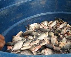 População recebe peixe para o consumo 
