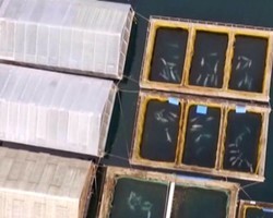  Vídeo mostra 'prisão de baleias' com mais de 100 em baía russa