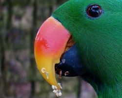 Papagaios estão roubando plantações de ópio para ficarem “chapados”