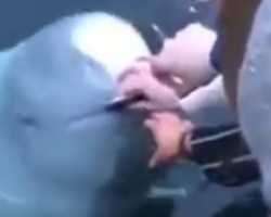 Baleia devolve celular de mulher que caiu no mar; assista vídeo