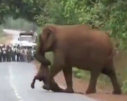  Elefantes “choram” durante funeral de filhote na Índia; assista
