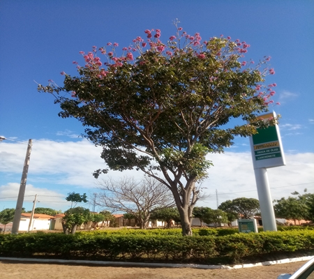A exuberante florada dos ipês-roxos deixam a cidade de Ipiranga do Piauí ainda mais bonita. - Imagem 4