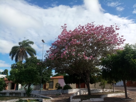 A exuberante florada dos ipês-roxos deixam a cidade de Ipiranga do Piauí ainda mais bonita. - Imagem 2
