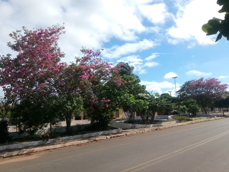 A exuberante florada dos ipês-roxos deixam a cidade de Ipiranga do Piauí ainda mais bonita. - Imagem 5