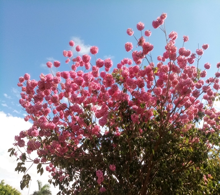 A exuberante florada dos ipês-roxos deixam a cidade de Ipiranga do Piauí ainda mais bonita. - Imagem 1