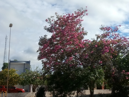 A exuberante florada dos ipês-roxos deixam a cidade de Ipiranga do Piauí ainda mais bonita. - Imagem 6