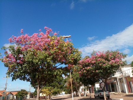 A exuberante florada dos ipês-roxos deixam a cidade de Ipiranga do Piauí ainda mais bonita. - Imagem 7