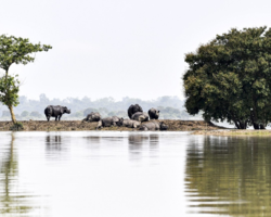 Rinocerontes em risco de extinção morrem em inundações na Índia