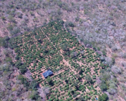  Drone acha plantação com 40 mil pés de maconha na Bahia