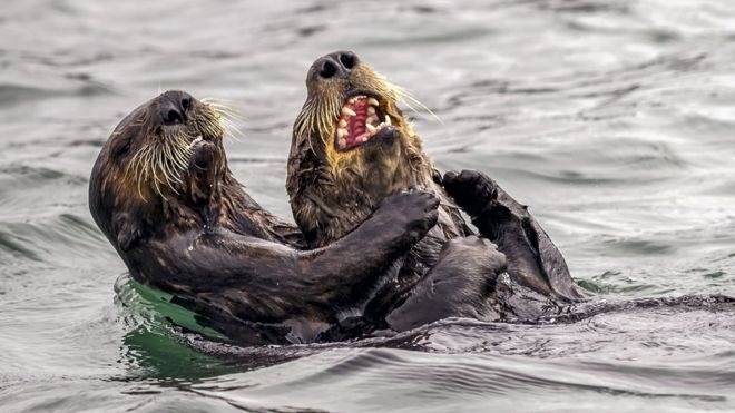 “Guerra de cócegas de lontras marinhas”, de Andy Harris