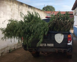 Polícia Civil do Maranhão acaba com plantação de maconha