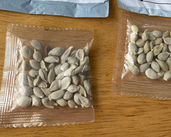 Pacotes de “sementes misteriosas” têm indícios de fraude, alerta China