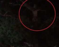 Aparição de 'Jesus' em árvore faz fiéis saírem da quarentena; vídeo