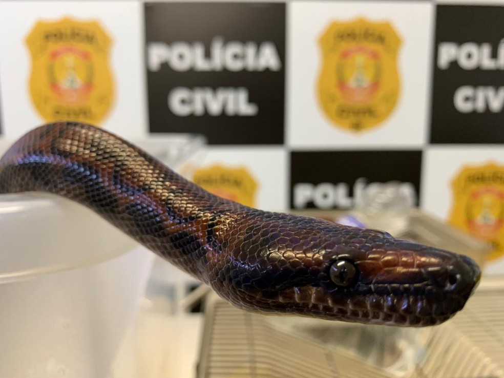 Polícia Civil do DF apreende mais uma cobra do estudante de medicina veterinária que foi picado por naja — Foto: PCDF/Divulgação 