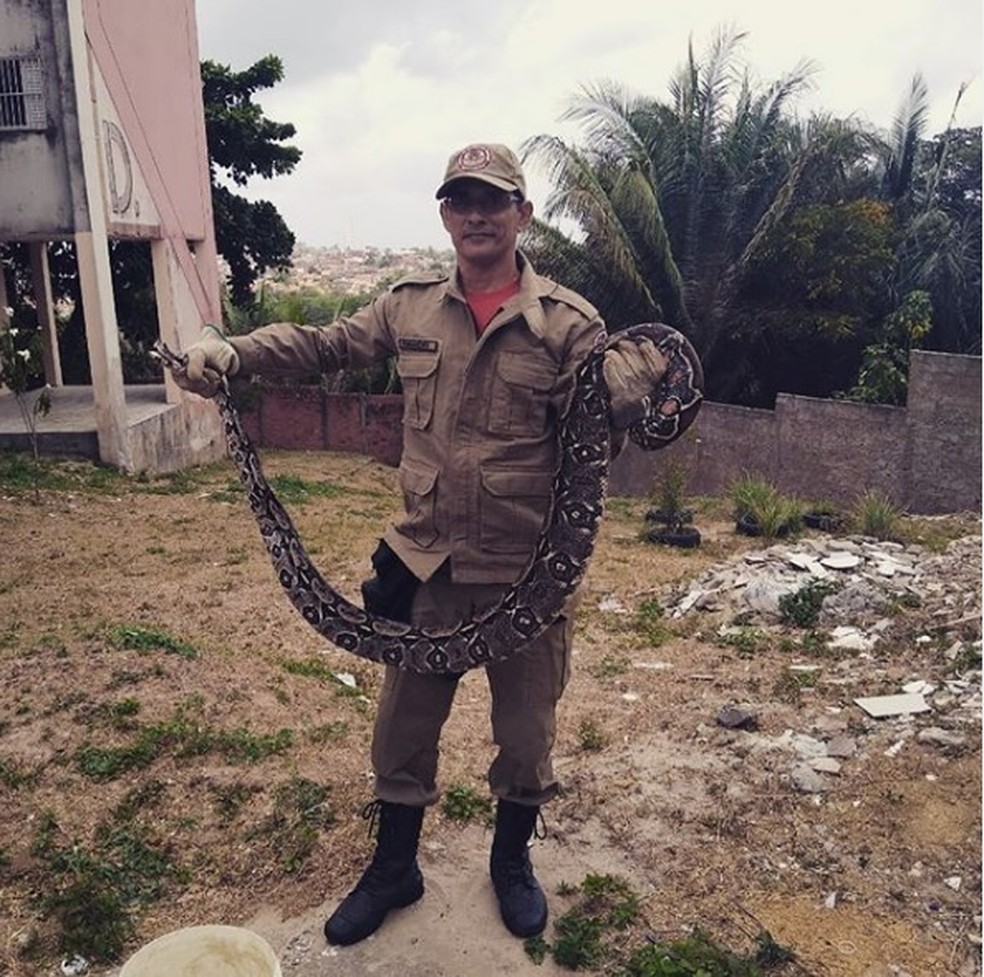 Corpo de Bombeiros capturou a cobra - Foto: Divulgaçao