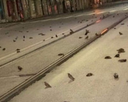 Fogos de artifício causam “massacre” de pássaros na Itália; assista