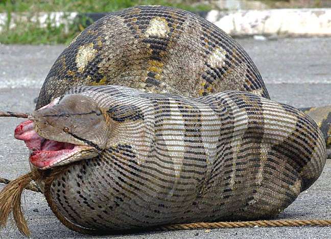 Qual o maior animal que uma cobra pode comer? Veja 3 flagras - imagem 55583