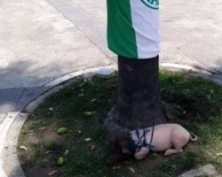 RJ: Porquinho amarrado com bandeira do Palmeiras é resgatado por protetores