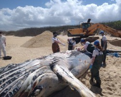 Baleia com mais de 10 metros é encontrada morta em praia de Florianópolis
