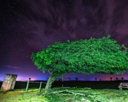 Árvore Penteada se torna patrimônio histórico e ambiental do Piauí