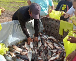 Prefeitura de Curralinhos distribui peixes para a população