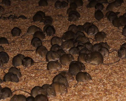 Vídeo mostra chuva de ratos caindo em plantação de milho na Austrália