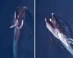 Baleia de 20 metros é registrada em vídeo impressionante se alimentando