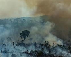 Incêndio em área úmida da Amazônia provoca perda de 27% das árvores 