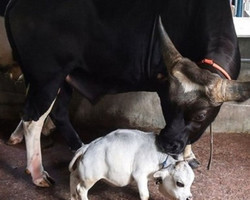 'Menor vaca do mundo' atrai multidão em Bangladesh