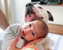 Cão de guarda: AmStaff faz sucesso no Instagram por “cuidar” de bebê 