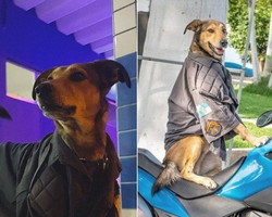 Cabo Oliveira, o cão policial que ficou famoso nas redes sociais