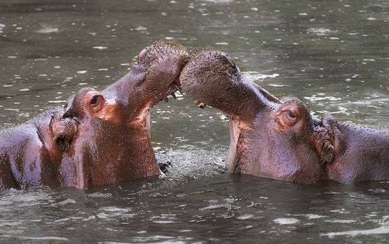  Hipopótamos- Foto: Reprodução