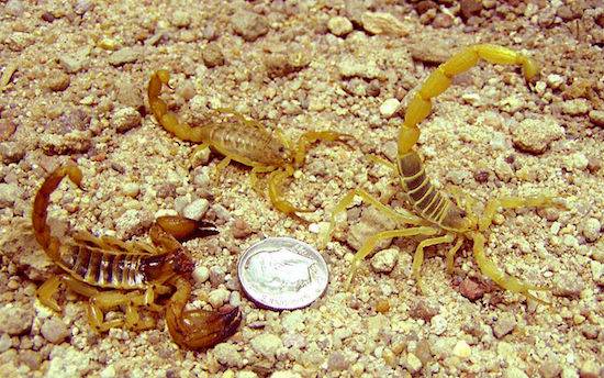 Escorpiões- Foto; Reprodução