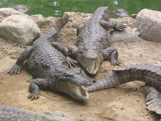 Crocodilos- Foto: Reprodução