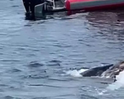 Tubarões enormes devoram baleia-jubarte e turistas aplaudem; assista vídeo!