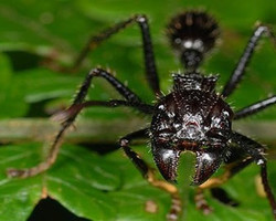 Saiba quais são os insetos mais perigosos do mundo; fique em alerta!