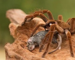 A maior aranha do mundo tem o tamanho de um filhote de cachorro