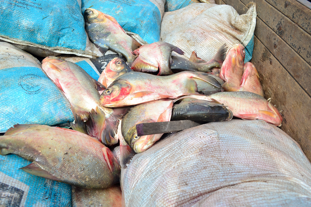 Prefeitura Municipal realiza entrega de 2 toneladas de peixes - Imagem 9
