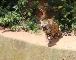 Animais do Bioparque Zoobotânico de Teresina ganham novos recintos
