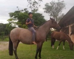 Menino morre após levar coice de cavalo no peito em Santa Catarina
